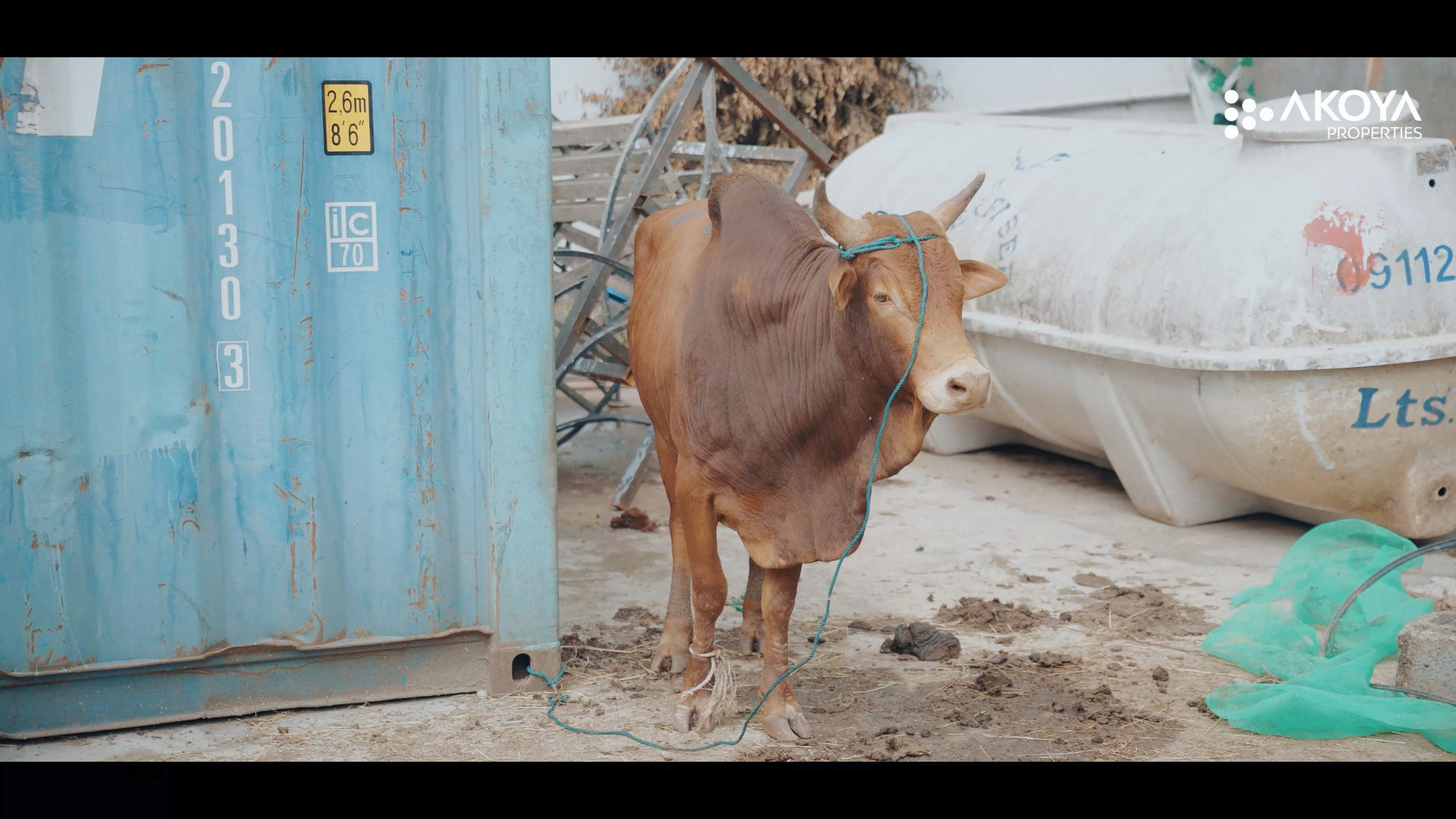 የአኮያ_የአዲስ_ዓመት_ልዩ_ስጦታ_FULL_VIDEO_00_00_44_07_Still008